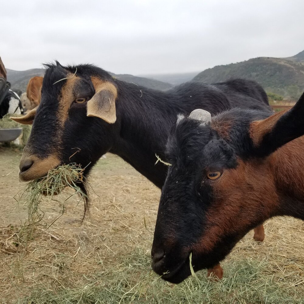 BROWNIE & BUTTERSCOTCH goats from Sweet Farms
